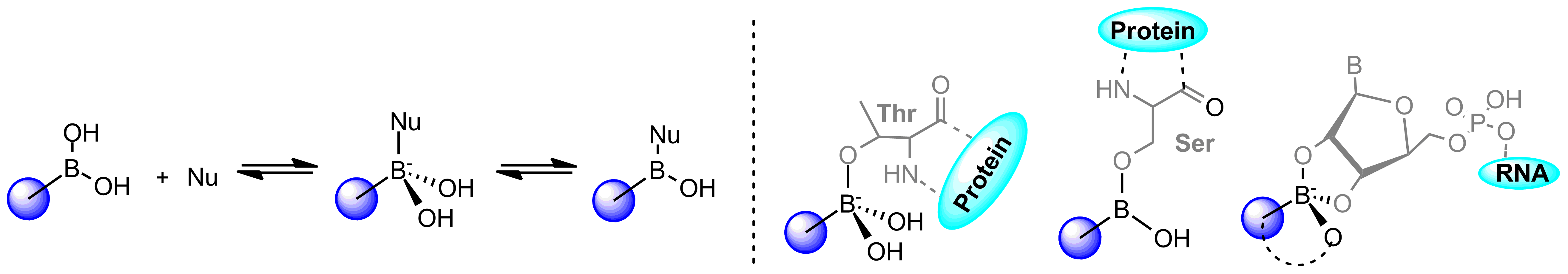 Boronic trigonal-tetragonal equilibrium, and covalent binding mode types