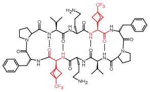 CF3-Labeled Gramicidin-S analogue 